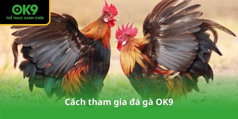 Cách tham gia đá gà OK9